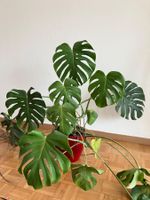 Grosse Monstera Fensterblatt Zimmerpflanze - Topf inklusive!