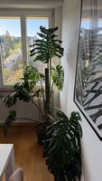 Grosse Monstera, inklusive Topf und Moosstange.
