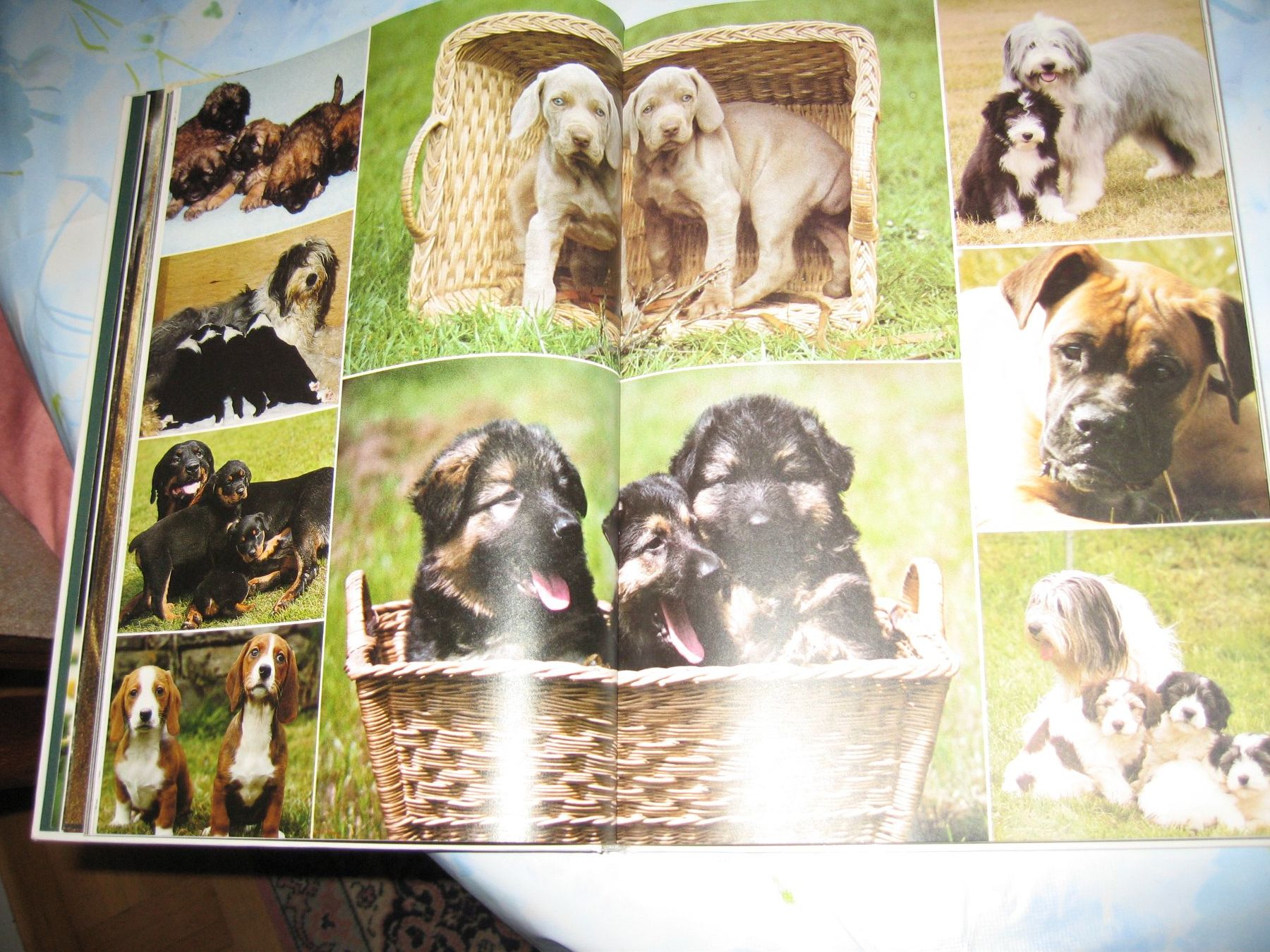 Libri: Buch über Hunde – Usato da Thun venduto da ade_h6qs 1