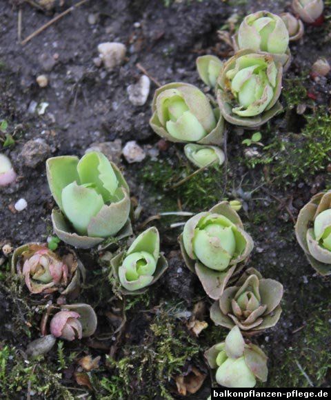 Plantes & graines: Fette henne golden globe – Neuf (Voir description) à Ibach par chaemilochhobbygarte 2