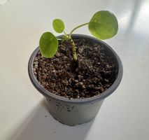 Mini Pilea peperomioides Pflanze selbst gezogen