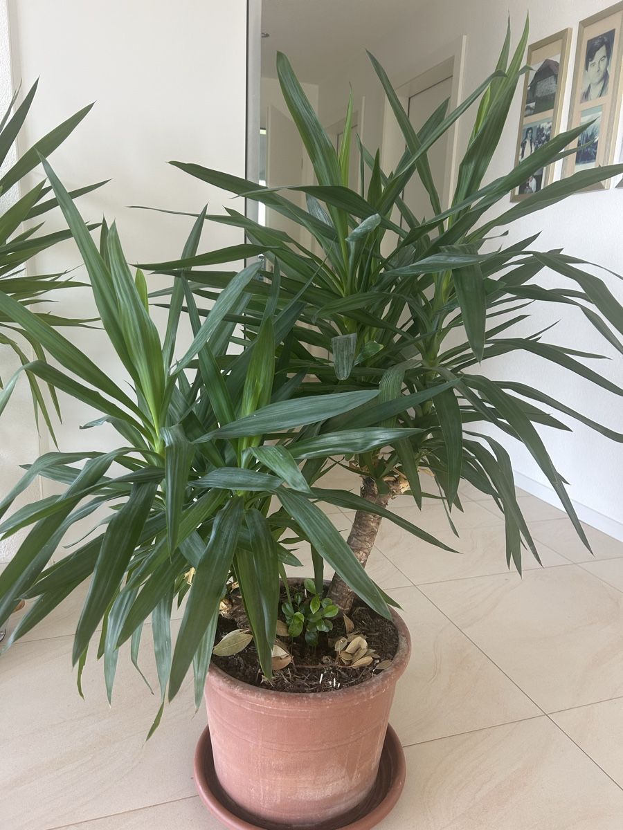 Piante & sementi: Yukka Palme – Usato da Rothrist venduto da kiki8181 1