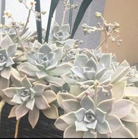 GRAPTOPETALUM - FELSENROSE - GHOST PLANT