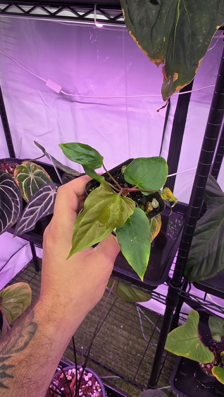 Piante & sementi: Anthurium Ralph Lynam x self Klon – Nuovo (secondo la descrizione) da Märstetten venduto da PatGomes 1