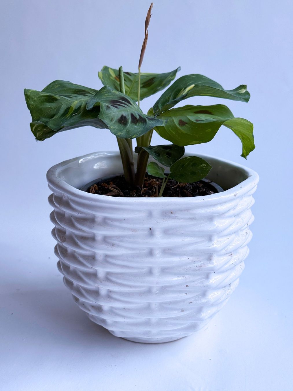 Piante & sementi: Maranta leuconeura 'Variegata'***** – Nuovo (secondo la descrizione) da Dübendorf venduto da Orchid18 2