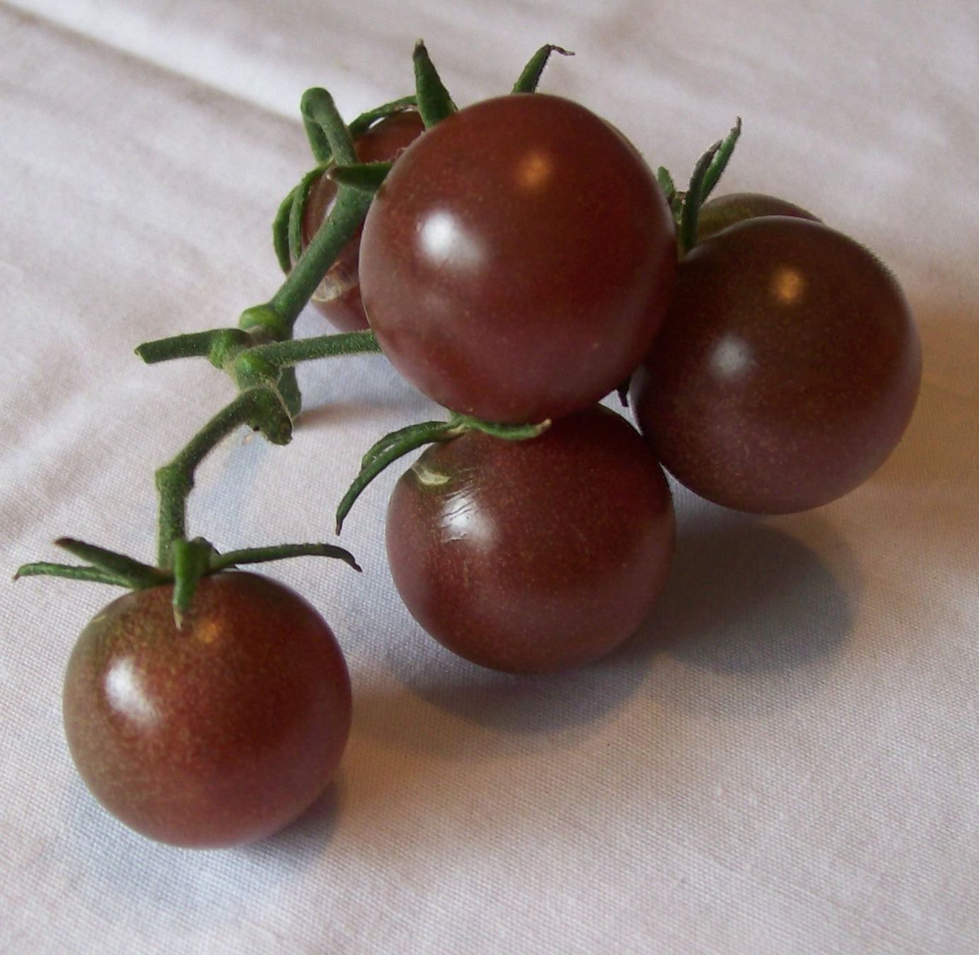 Pflanzen & Samen: 100 Samen TOMATE BLACK CHERRY Alte Sorte – Neu (gemäss Beschreibung) aus Ehrendingen von VerveinaSamen 3