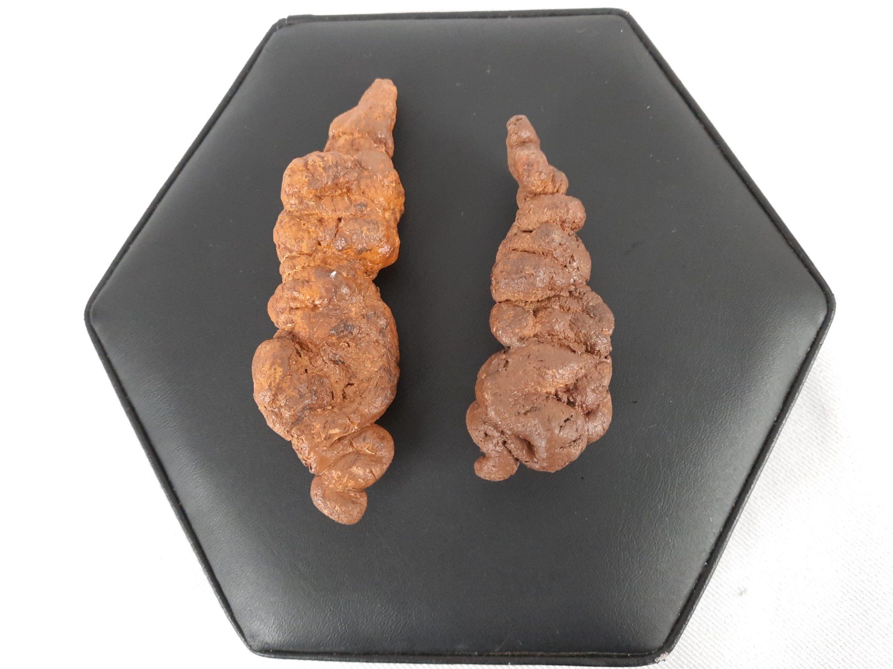 Fossilien: 2 Koprolith (Kotstein) – Gebraucht aus Beinwil am See von Restwert_Beinwil 1