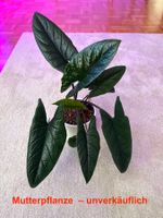 Alocasia Scalprum Rhizom 1