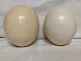 Zwei Straussen Eier
