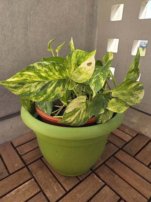 Pflanzen & Samen: Efeutute (Pothos) mit Topf – Gebraucht aus Bern von deb_t8fl