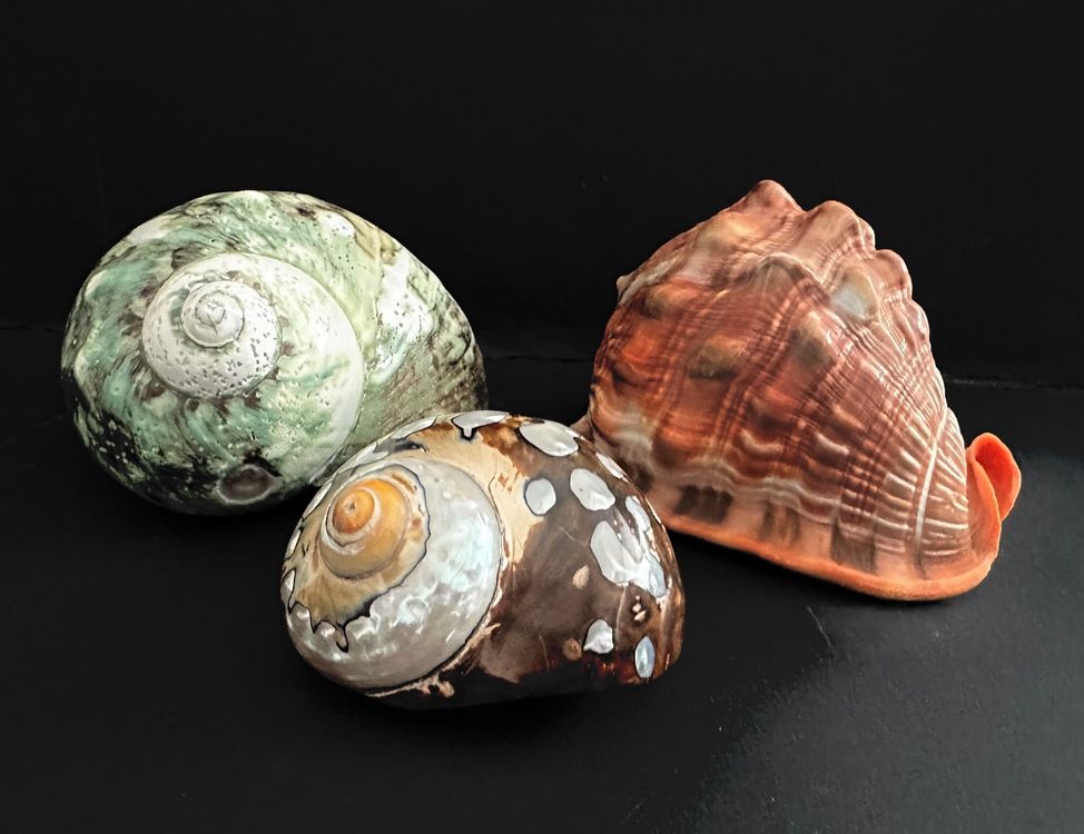 3x Sehr Seltene Musche (Gebraucht) in Root für CHF 24 – nur Abholung ...