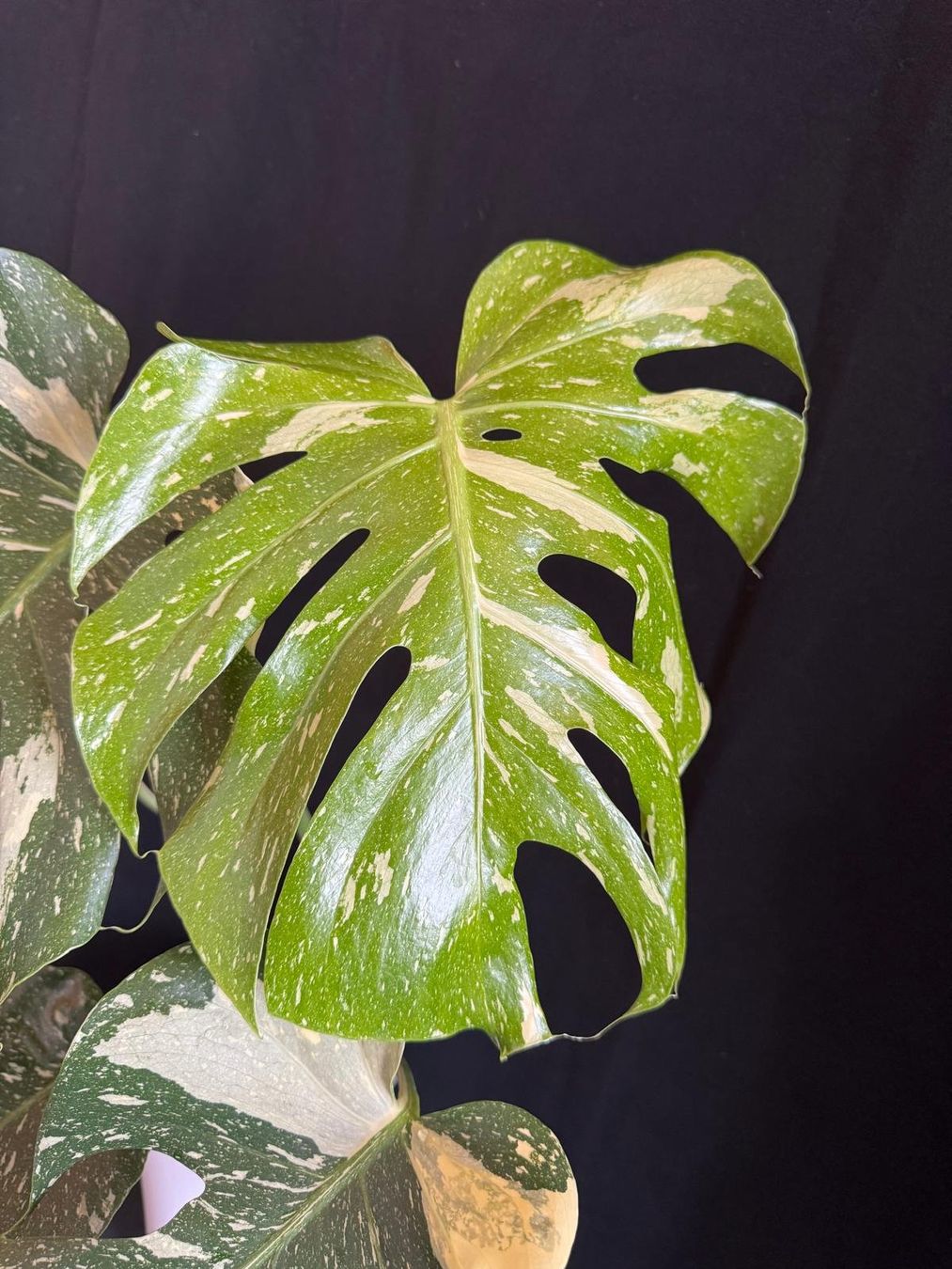 Pflanzen & Samen: Monstera deliciosa 'Thai Constellation' in Semihydro – Neu (gemäss Beschreibung) aus Bühler von googelibear 1