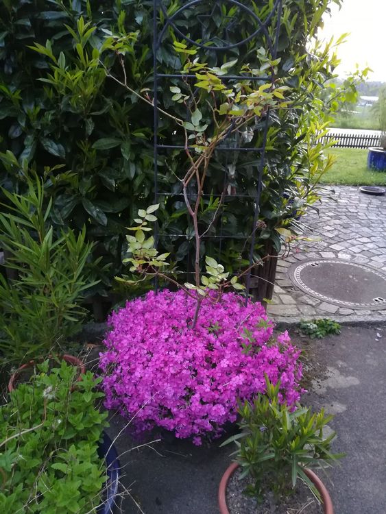 Kletterrose in gelb mit Phlox als Unterpflanzung Kaufen auf Ricardo