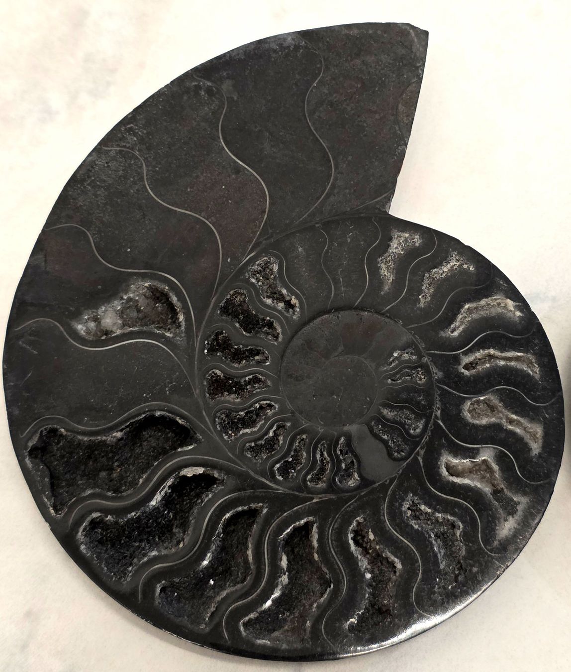 Fossili: Schwarzes Ammonitenpaar G 300g – Nuovo e nell'imballaggio originale da Matzingen venduto da Shay_Crystalz 1
