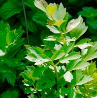 20 Samen Graines Semi RARE LIEBSTOCK “Wild Berg Sellerie”