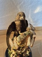 Mauersegler Schmetterlinge Dekoration Glaskuppel Taxidermy