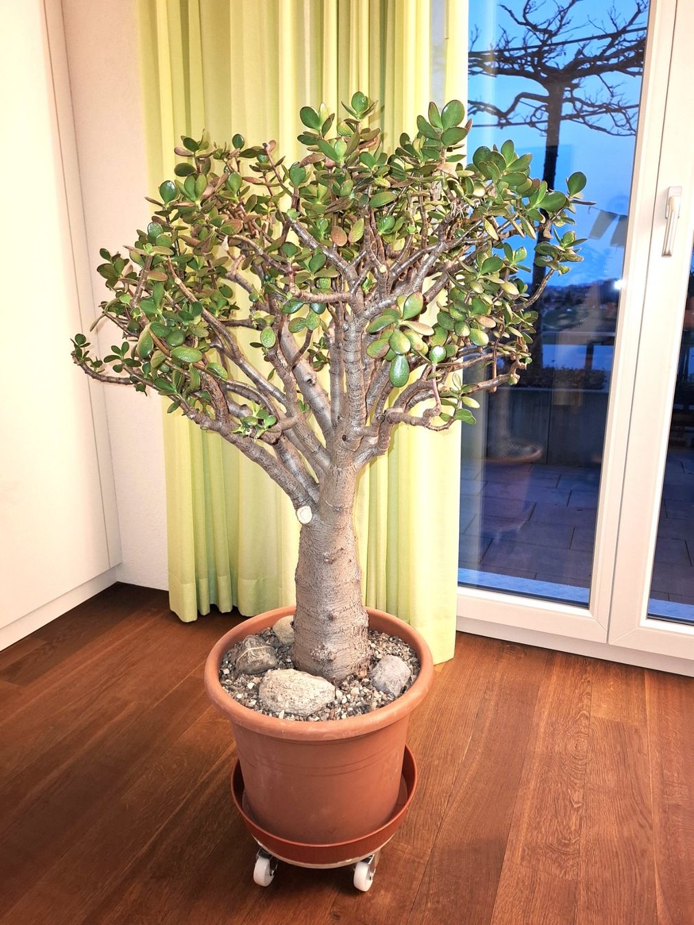 Pflanzen & Samen: Crassula Ovata, Geldbaum, Talerbaum – Gebraucht aus Bennau von Hhampi