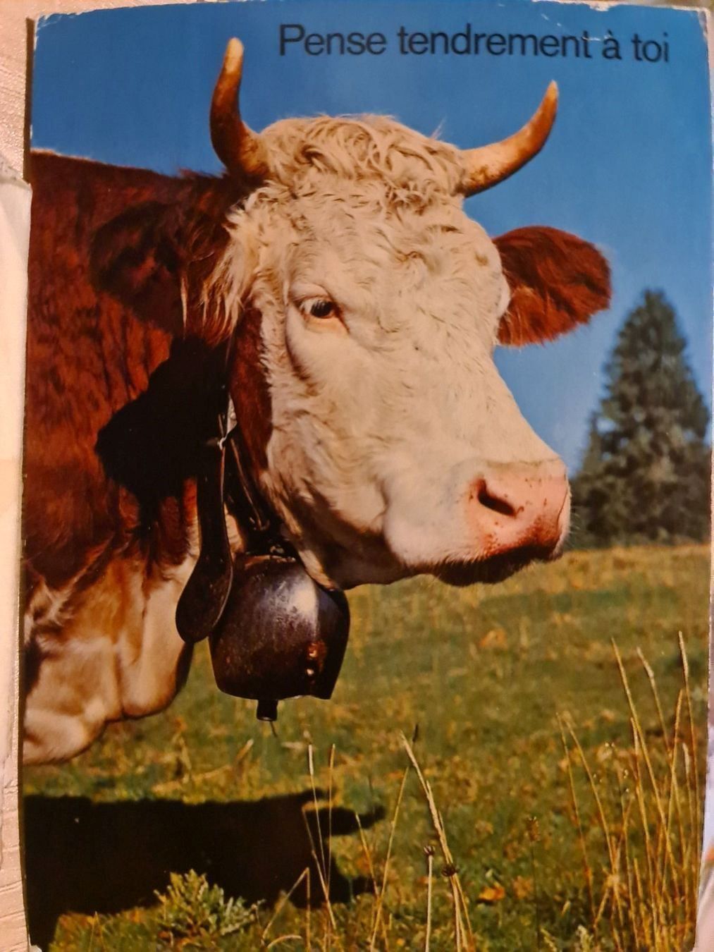 Ansichtskarten: Ansichtskarte Au Paturage Kuh 1977 – Gebraucht aus Dintikon von Vexi