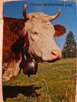 Ansichtskarte Au Paturage Kuh 1977