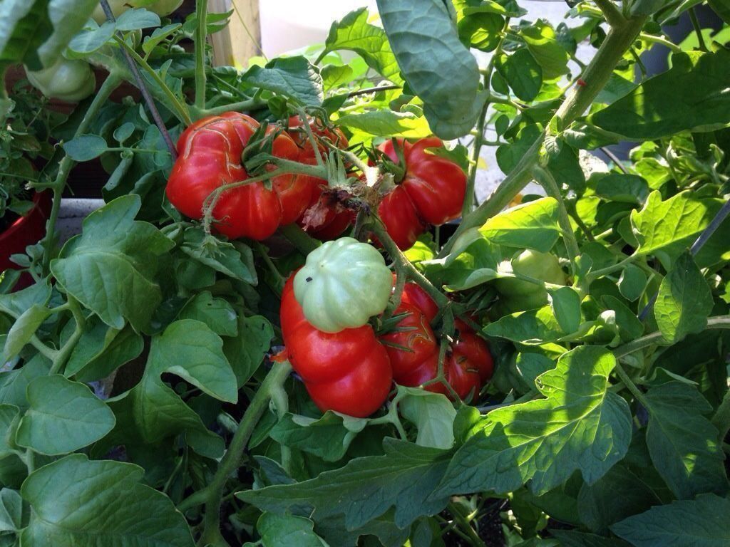 Pflanzen & Samen: 30 Samen ROSSO SICILIAN TOGETTA Tomate – Neu (gemäss Beschreibung) aus Ehrendingen von VerveinaSamen 2