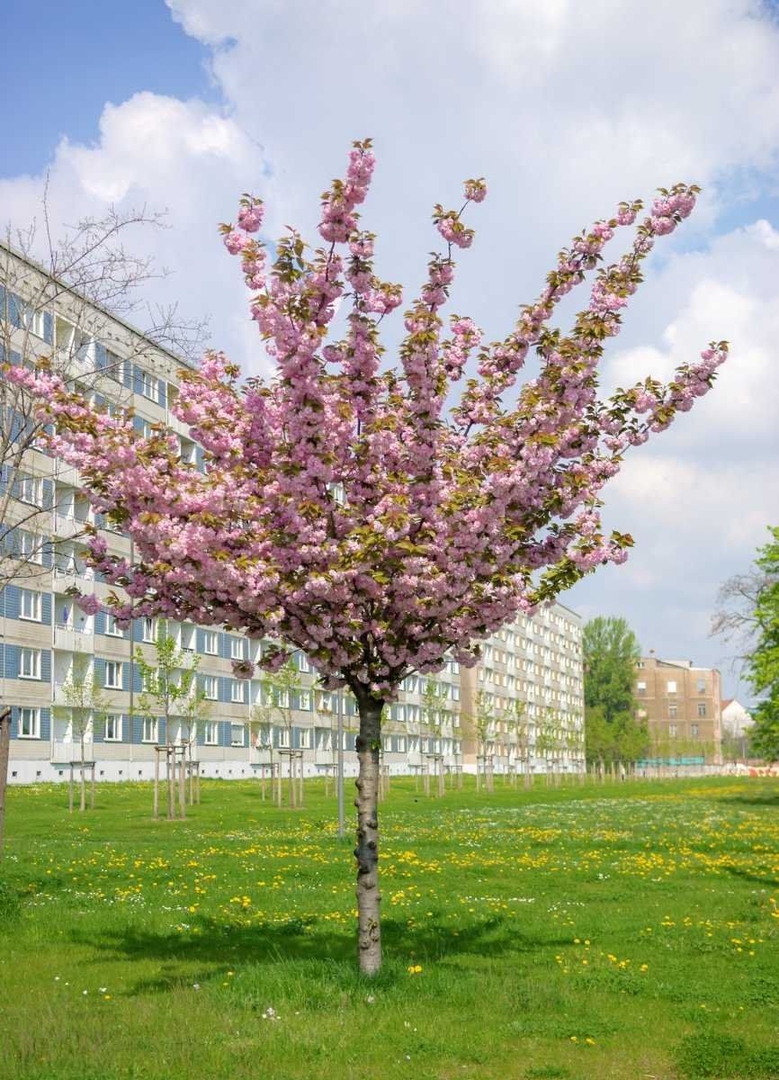 Piante & sementi: PRUNUS SERRULATA "KANZAN" - Jap Kirsche – Usato da Thalheim an der Thur venduto da LycaenaDispar 4