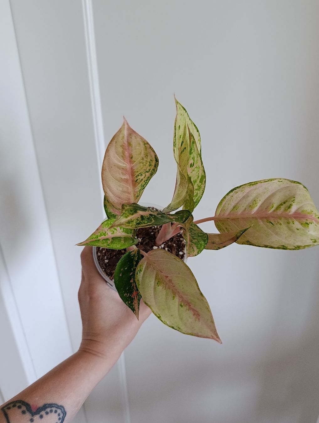 Piante & sementi: Aglaonema – Usato da Baar venduto da L.isa28 2