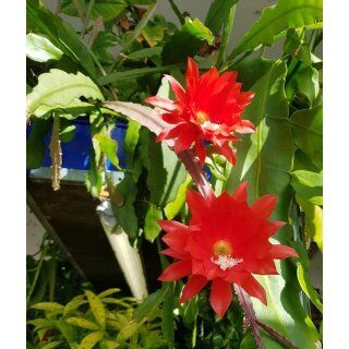 Piante & sementi: Epiphyllum "Karminrot" - eine Pflanze! – Nuovo e nell'imballaggio originale da Steffisburg venduto da Petroselium