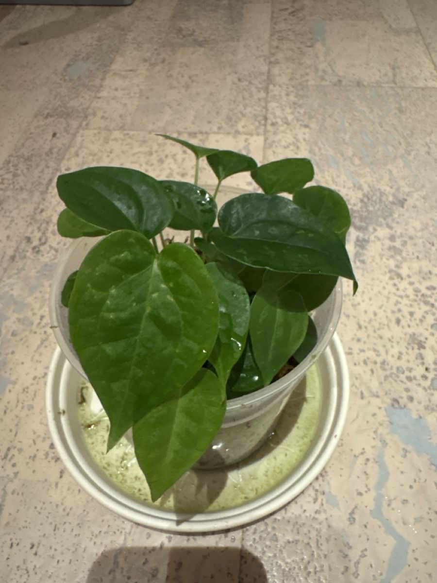 Piante & sementi: Anthurium Luxurians Hybrid – Usato da Niederbüren venduto da Monde09 1