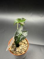 Alocasia Loco (1-11)
