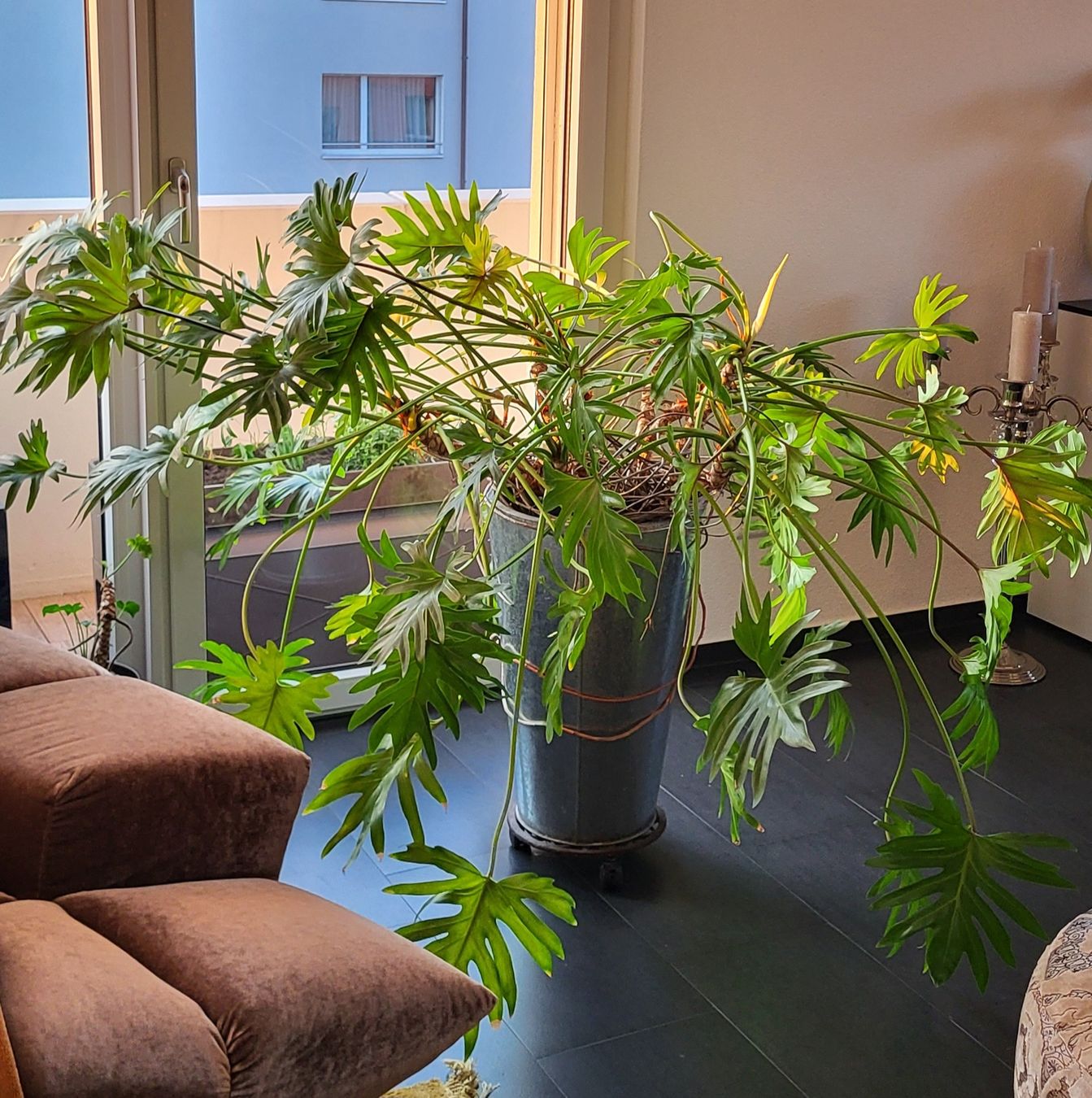 Piante & sementi: Grosser Philodendron Zimmerpflanze – Usato da islikon venduto da mir_8cbw