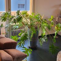 Grosser Philodendron Zimmerpflanze