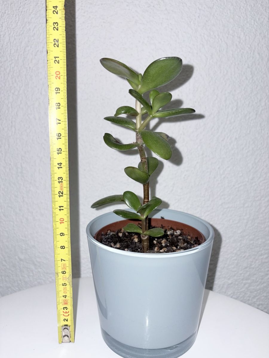 Plantes & graines: Crassula ovata with glass ceramic cache pot – D'occasion à Kilchberg ZH par malibubeach 6