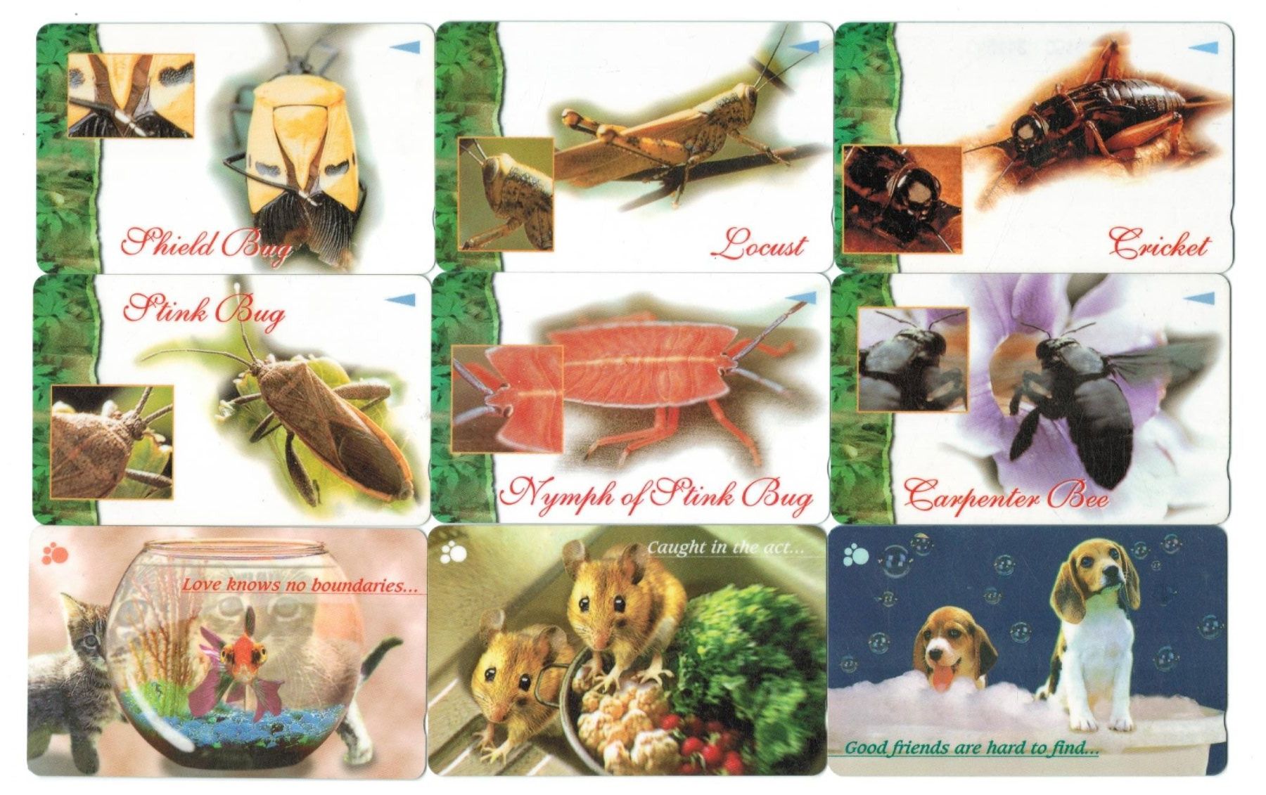 Telefon- & Taxkarten: 9 Telefonkarten Singapur Tiere – Gebraucht aus Zürich von Tolima194