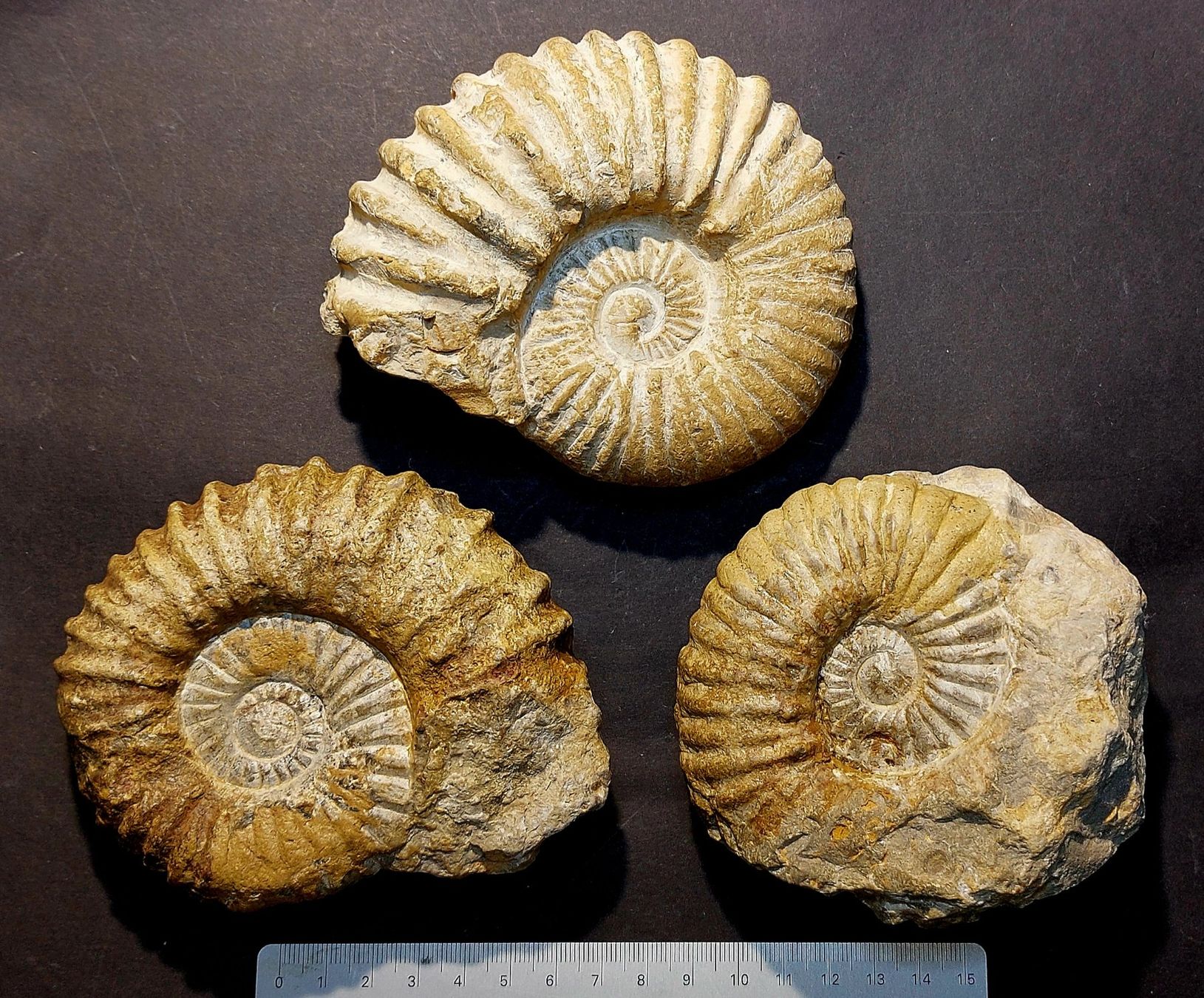 Fossilien: dreier Lot Ammoniten aus Marokko – Gebraucht aus Thal von wicko