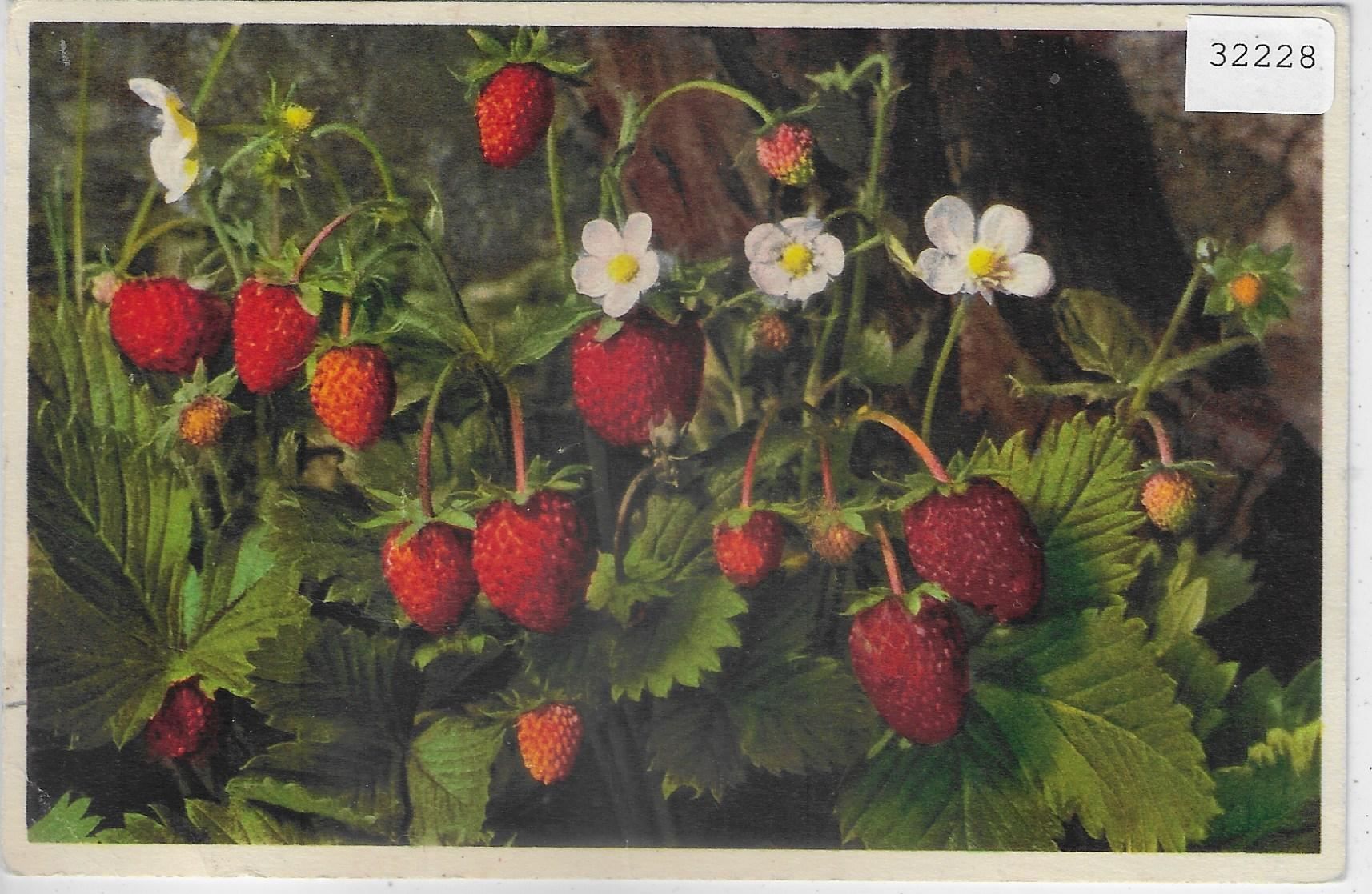 Cartoline postali: Walderdbeere - Fraisier des bois – Usato da Ettingen venduto da Kartenplanet
