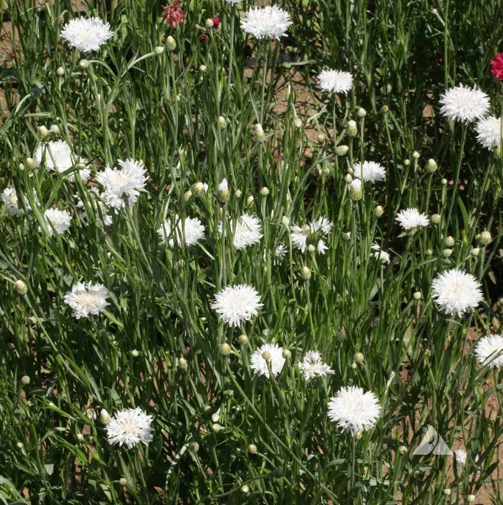Pflanzen & Samen: 300 Samen Kornblume weiss – Neu (gemäss Beschreibung) aus Ehrendingen von VerveinaSamen 1