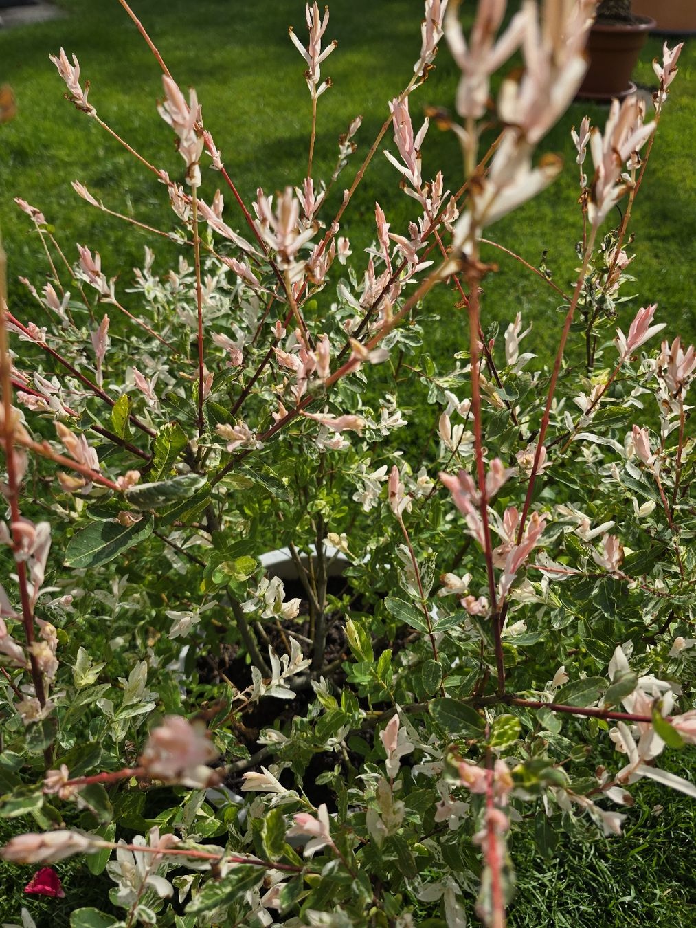 Pflanzen & Samen: Wunderschöne Salix integra Hakuro Nishiki – Neu (gemäss Beschreibung) aus Aarburg von popkorn65 1