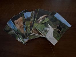 Set von 45 Tierfotokarten gebraucht guter Zustand