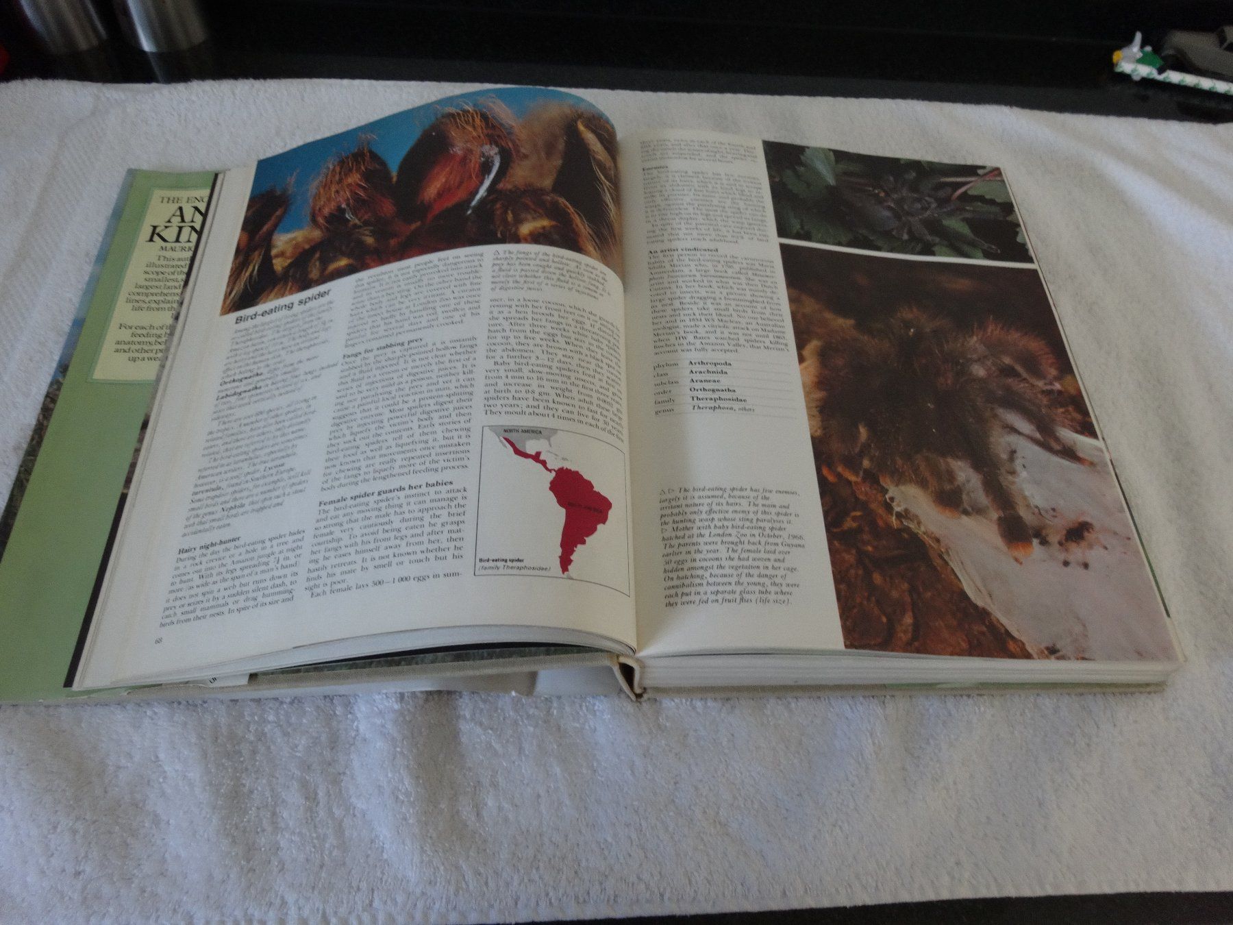 Libri: Animal Kingdom – Usato da Neerach venduto da jenny062 3