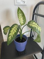 Dieffenbachia potted plant blue pot used