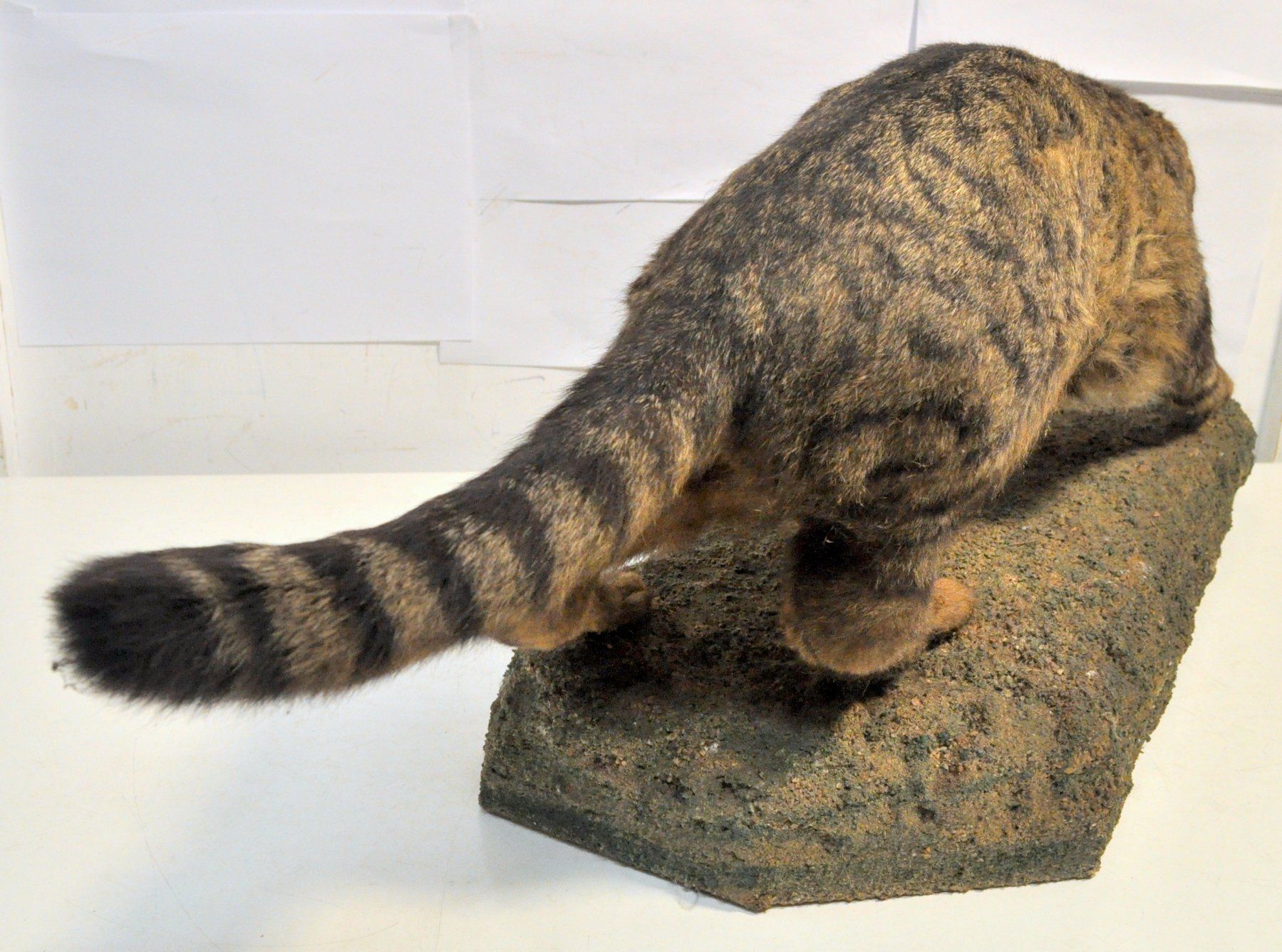Monde des animaux: Chat forestier naturalisé – D'occasion à Neuchâtel par Neuchatel 5