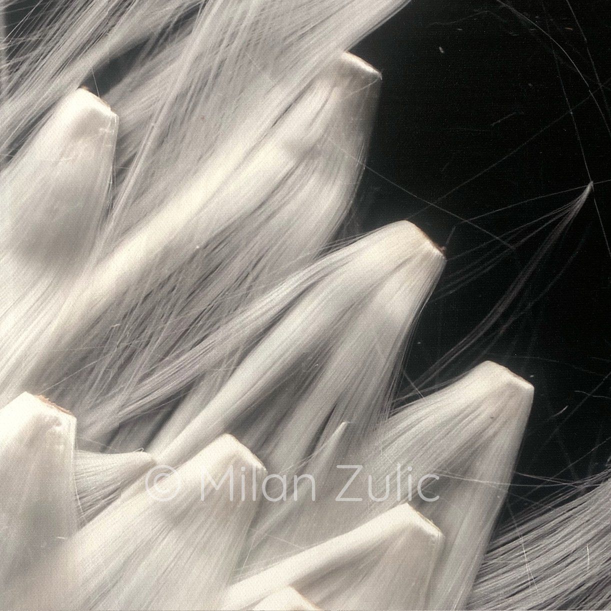 Foto & Immagini: Milan Zulic ~22 – Nuovo (secondo la descrizione) da Uetikon am See venduto da mil_7k2b 4