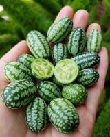 50Samen Mexikanische Minigurke CUCAMELON