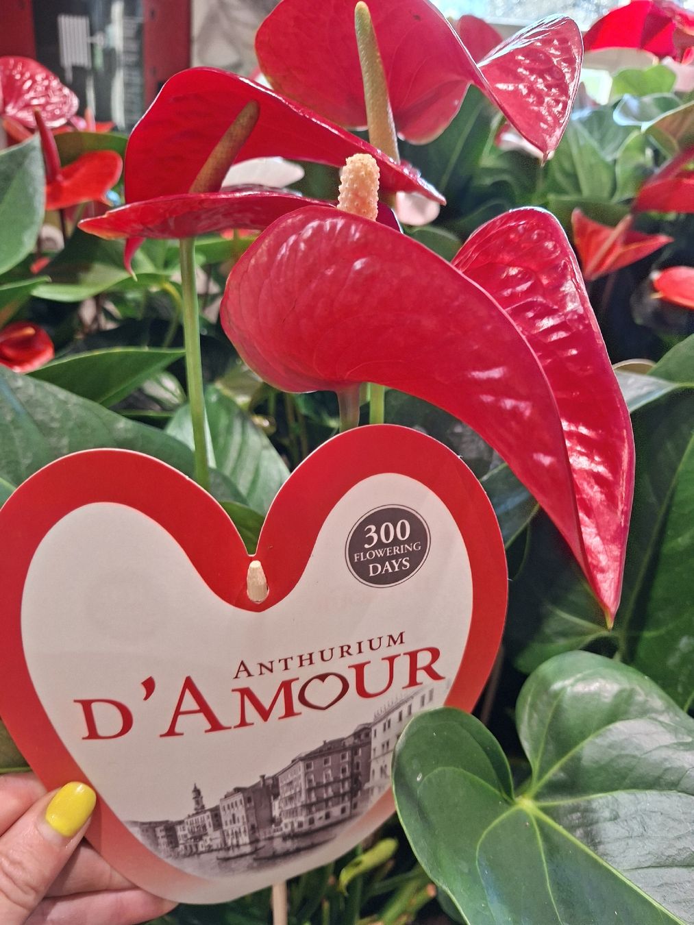XL Zimmerpflanze" Anthurium " Farbe Rot, 70 - 80 cm (Neu und  originalverpackt) in Rovio fr CHF 69  mit Lieferung auf Ricardo kaufen