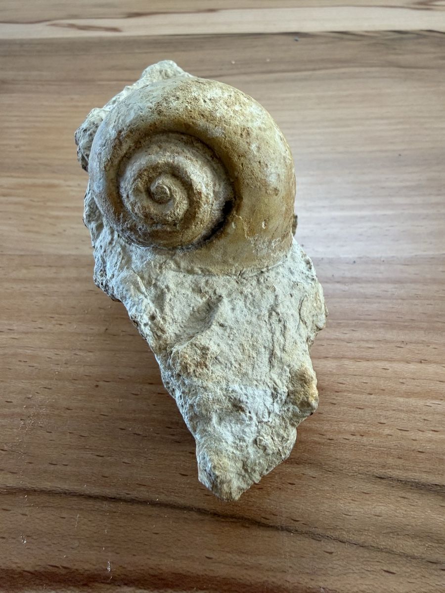 Fossiles: Versteinerte Schnecke – D'occasion à Grenchen par Bastet007