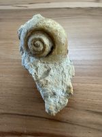 Versteinerte Schnecke