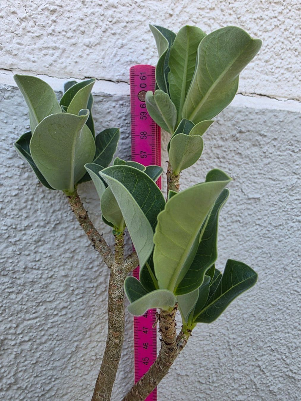 Piante & sementi: Adenium arabicum "Black Hawk" / Wüstenrose Sämling – Usato da Thalheim venduto da silvara01 3