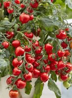 Maskotka - Ampeltomate, Kirschtomate - 15 Samen