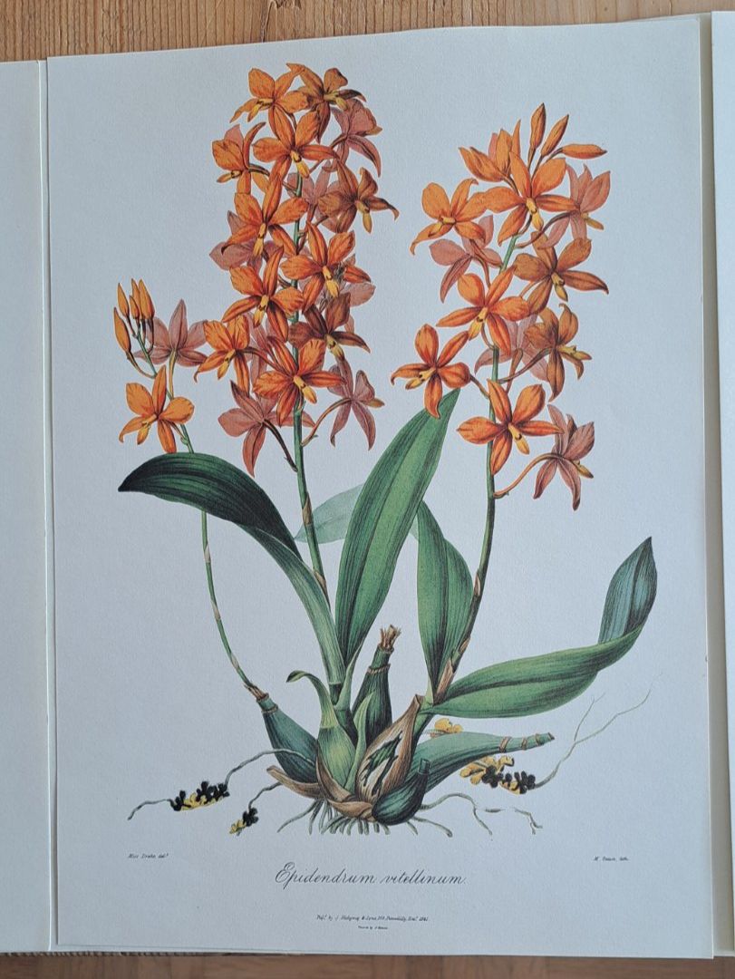 Foto & Immagini: 4 Kunstdrucke Blumen, Botanik – Nuovo (secondo la descrizione) da Thun. venduto da countrygirl12 4