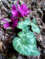 ECHTER wilder Wald-Alpenveilchen x 10 Stück 10-20 cm ↕️  FRA